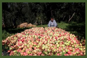 نهال سیب مشهد جام نهال