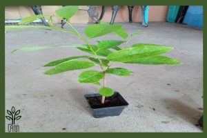 نهال سیب مشهد جام نهال