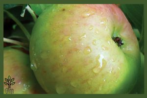 نهال سیب مشهد جام نهال