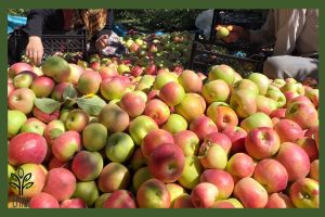 نهال سیب مشهد جام نهال