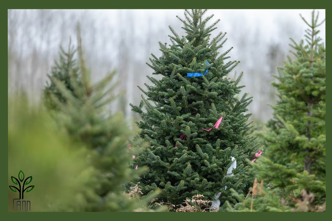 نهال نوئل سبز جام نهال