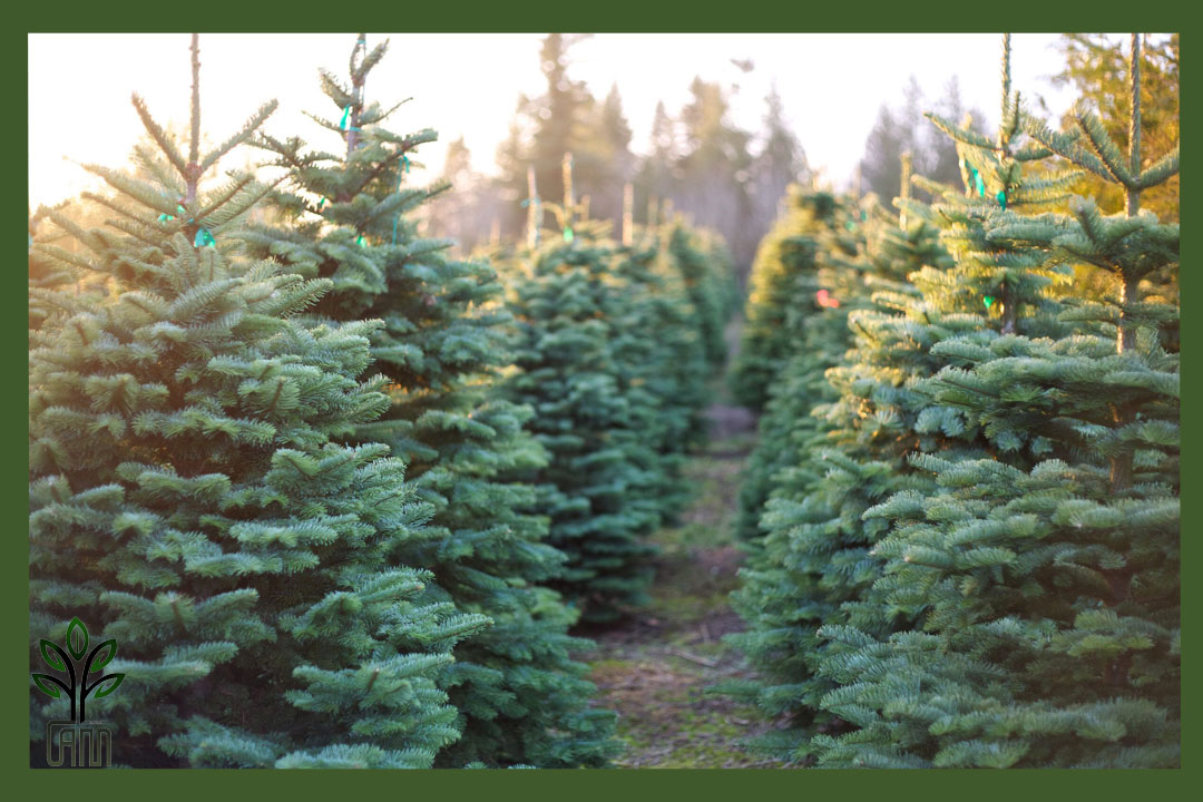 نهال کاج نوئل آبی