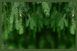 کاج مطبق جام نهال