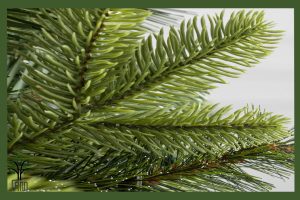 کاج مطبق جام نهال