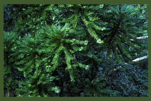 کاج مطبق جام نهال