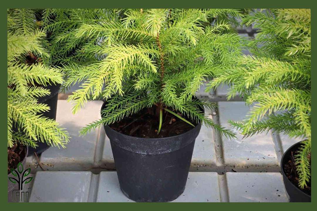 کاج مطبق جام نهال