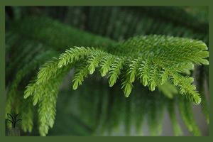 کاج مطبق جام نهال