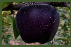 نهال سیب میراکل