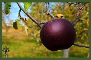 نهال سیب میراکل