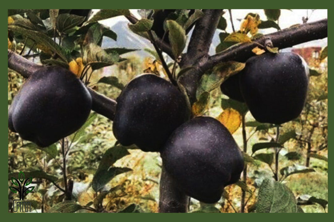 نهال سیب میراکل