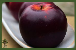 نهال سیب میراکل