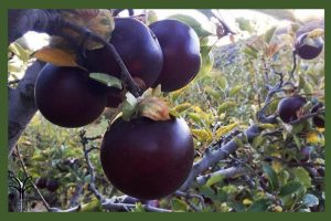 نهال سیب میراکل