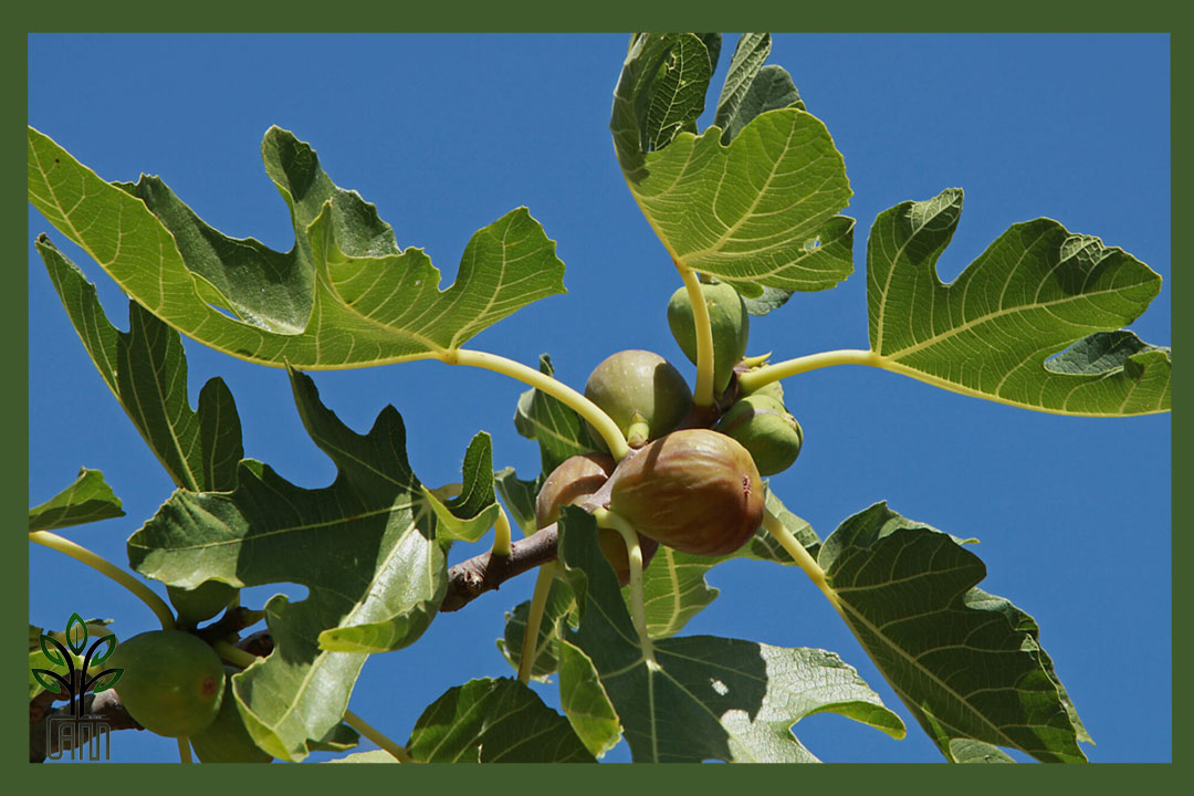 نهال انجیر سه وقته جام نهال