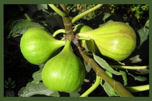 نهال انجیر سه وقته جام نهال 