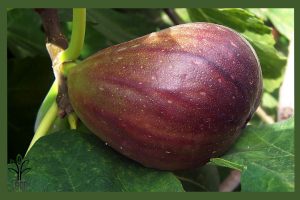 نهال انجیر سه وقته جام نهال 