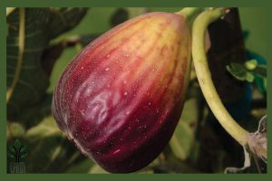 نهال انجیر سه وقته جام نهال 